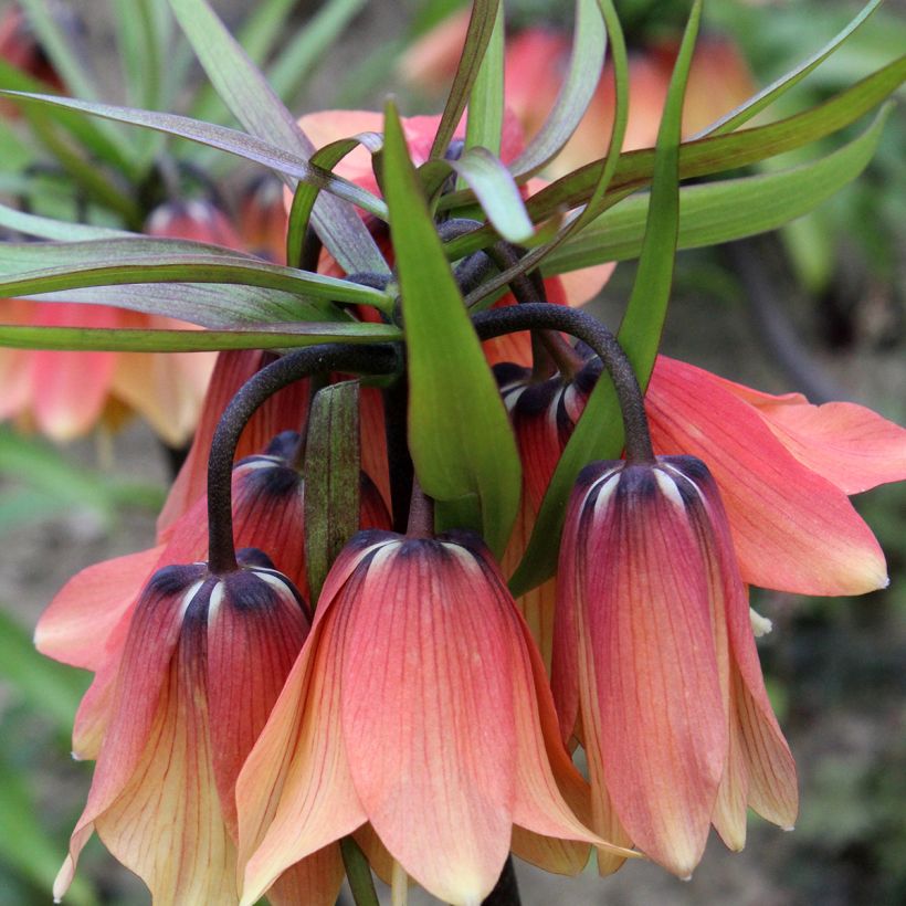 Fritillaria imperialis Orange Beauty - Corona imperiale (Fioritura)