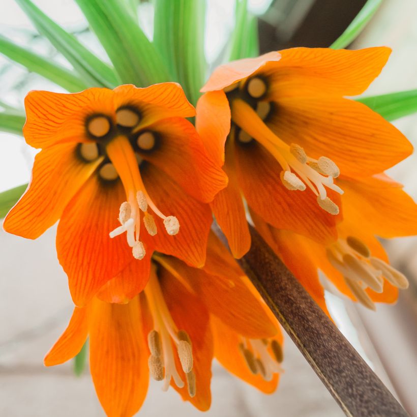 Fritillaria imperialis Prolifera - Corona imperiale (Fioritura)