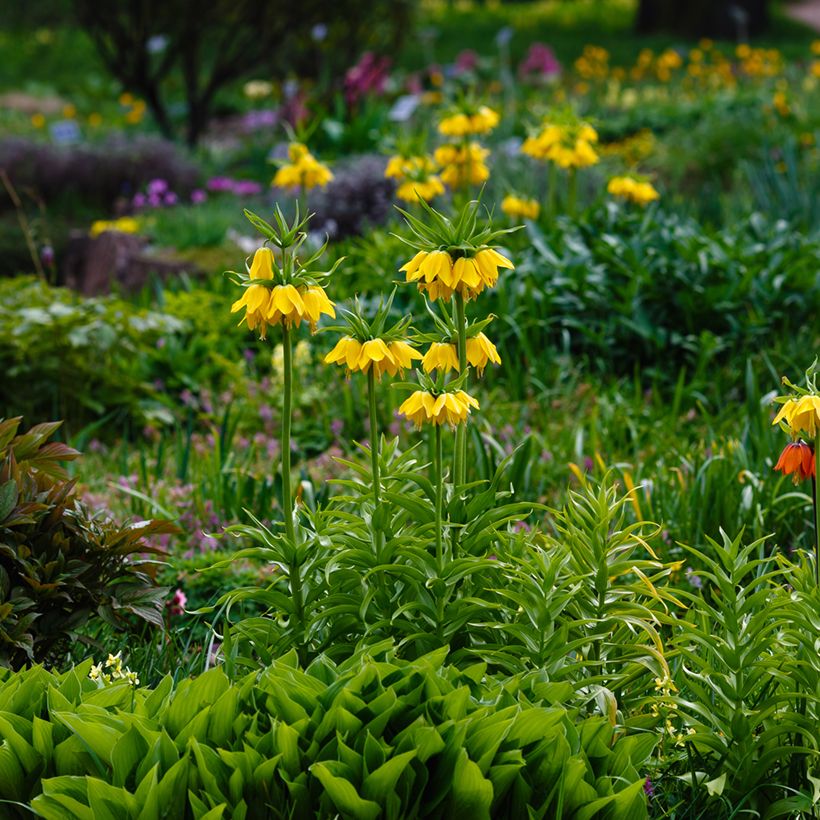 Fritillaria imperialis Lutea - Corona imperiale (Porto)