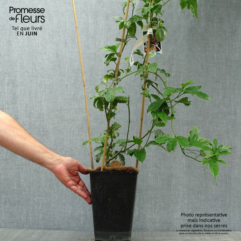 Esemplare di Passiflora edulis - Maracujá Vaso da 3L/4L consegnato in estate