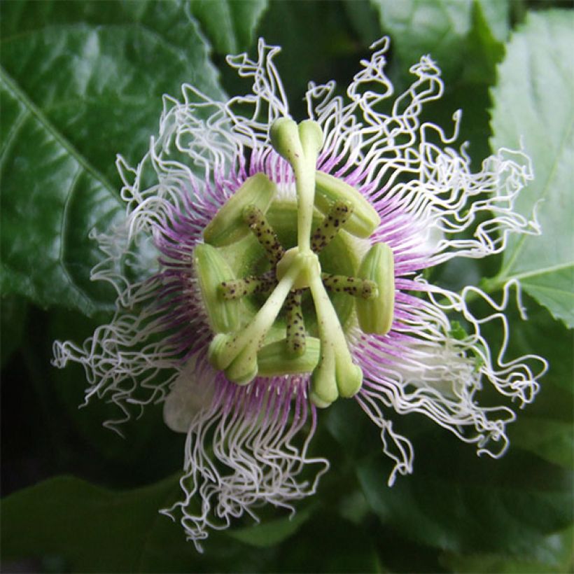 Passiflora edulis - Maracujá (Fioritura)