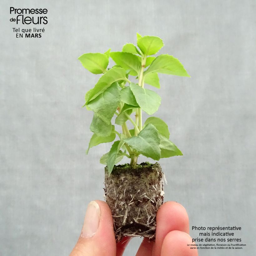 Fuchsia Annabel - Fucsia mini zolla... esemplare consegnato in primavera