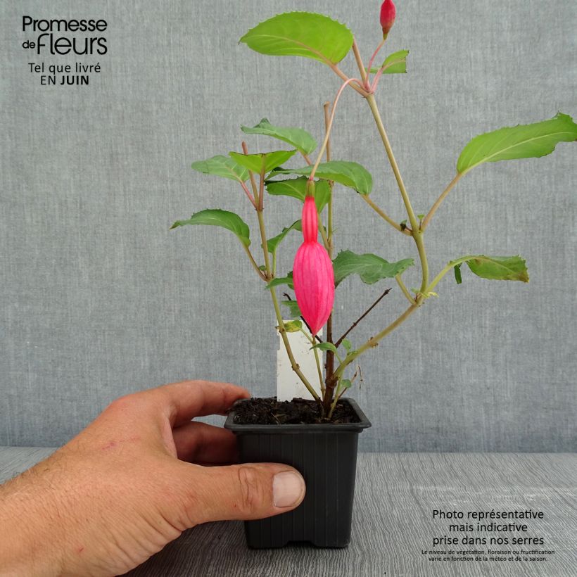 Example of Fuchsia Beacon rosa - Fucsia Vasetto da 8/9 cm as you get in printemps