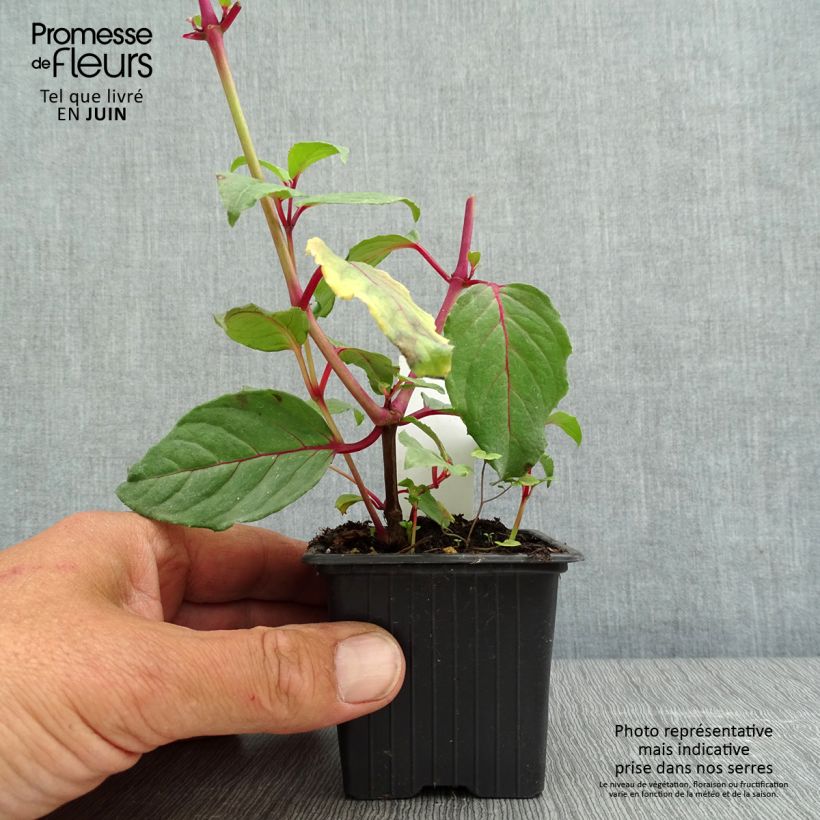 Example of Fuchsia Black Princess - Fucsia Vasetto da 8/9 cm as you get in printemps