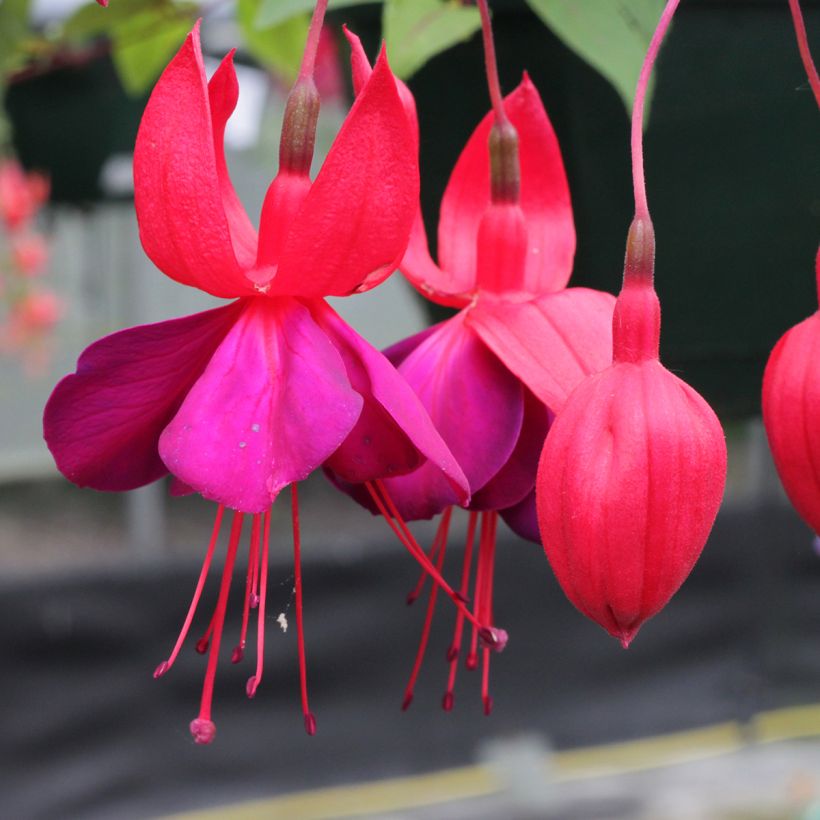 Fuchsia Black Princess - Fucsia (Flowering)