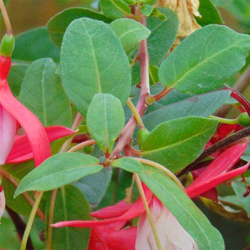 Fuchsia Chantilly - Fucsia (Foliage)