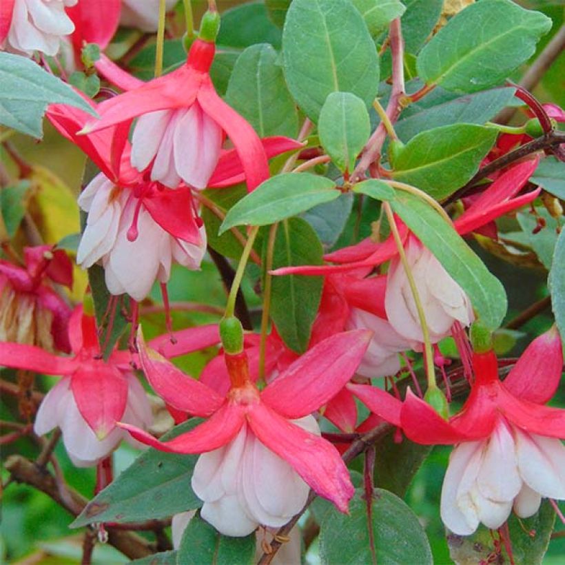 Fuchsia Chantilly - Fucsia (Flowering)