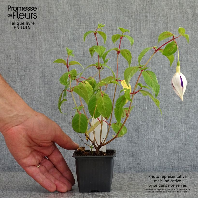 Fuchsia Deep Purple - Fucsia Vasetto da 8/9 cm esemplare consegnato in primavera
