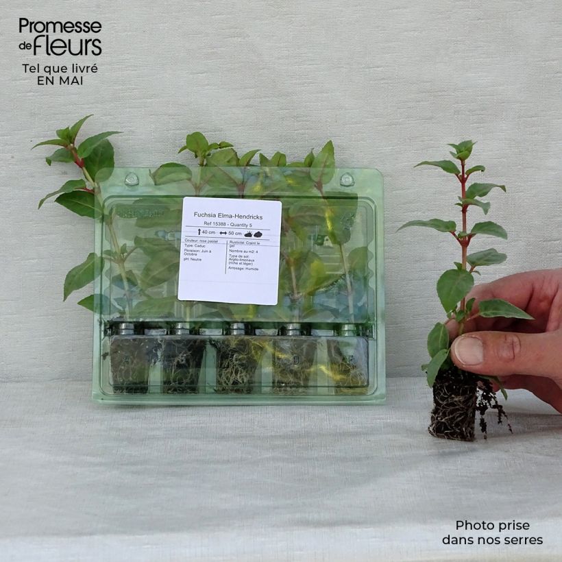 Fuchsia Elma-Hendricks - Fucsia Mini zolla Ø 1,5/2,5 cm esemplare consegnato in primavera