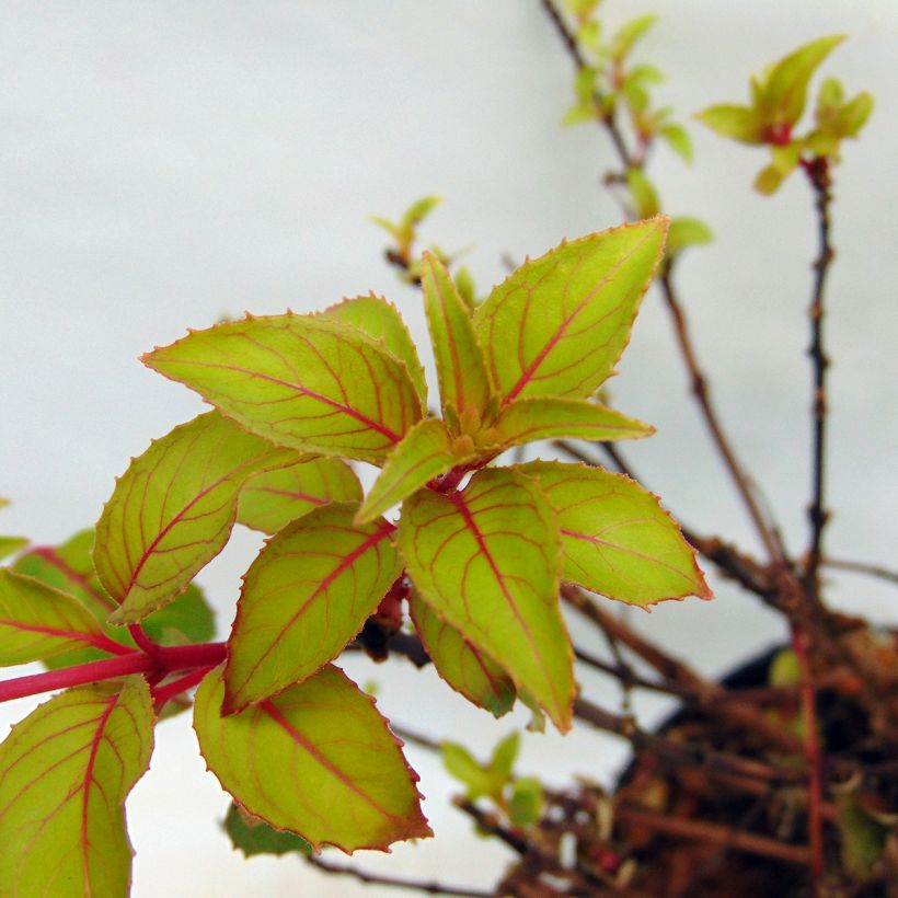 Fuchsia magellanica Genii - Fucsia (Foliage)