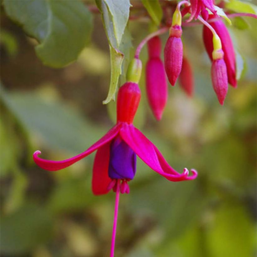 Fuchsia magellanica Genii - Fucsia (Flowering)