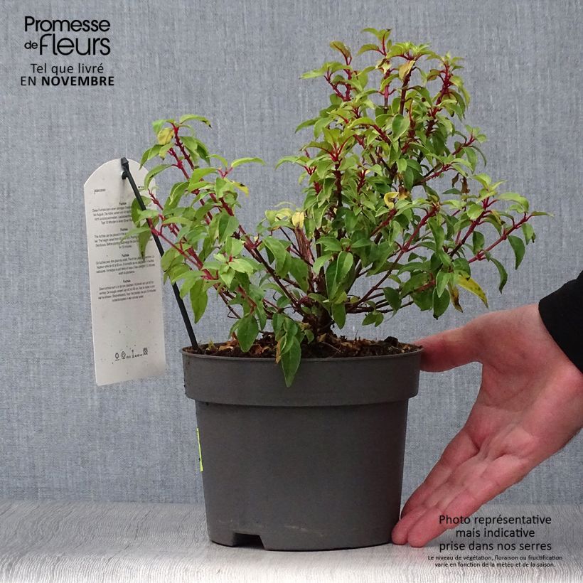 Esemplare di Fuchsia magellanica Genii - Fucsia Vaso da 2L/3L come consegnato in autunno