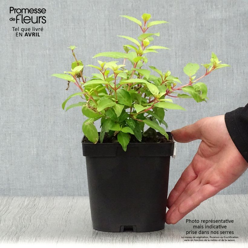 Example of Fuchsia magellanica Genii - Fucsia Vaso da 2L/3L as you get in printemps
