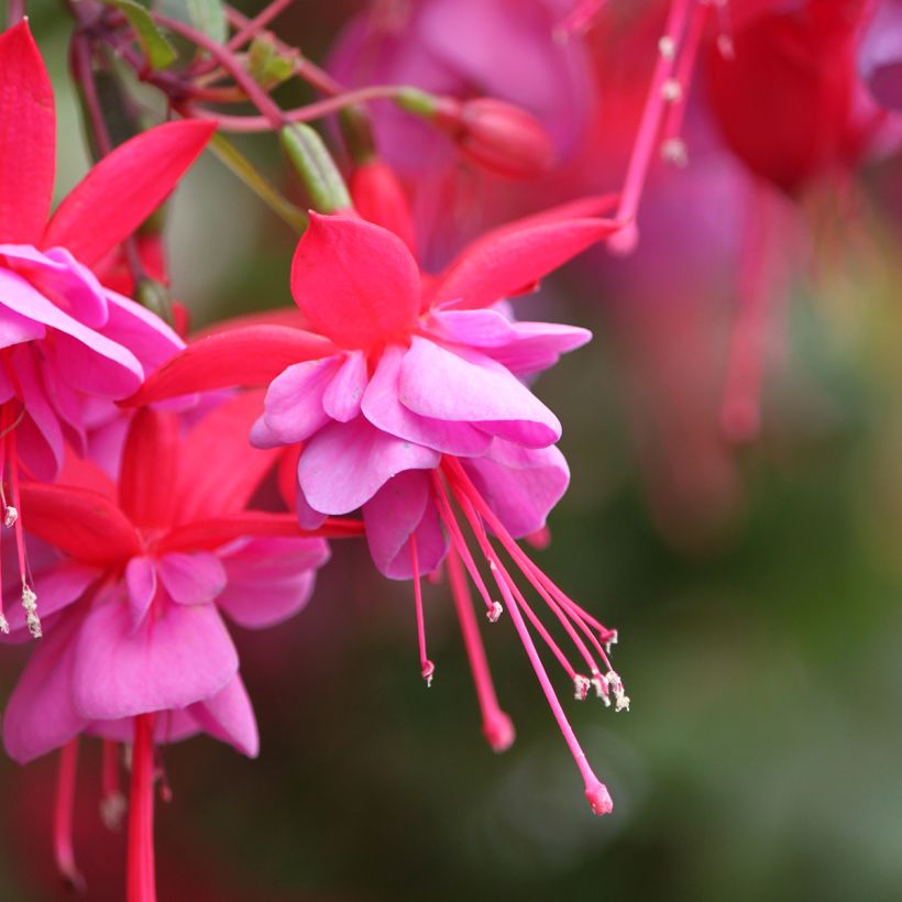Fuchsia Heidi Ann - Fucsia (Flowering)
