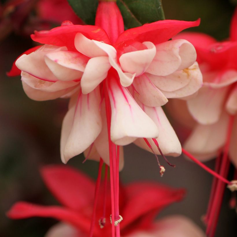 Fuchsia Heidi Weiss - Fucsia (Flowering)