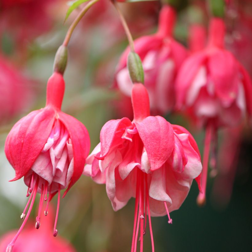 Fuchsia R.A.F - Fucsia (Flowering)