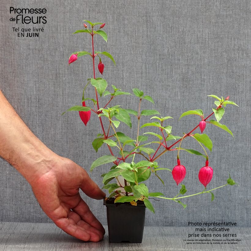Example of Fuchsia R.A.F - Fucsia Vasetto da 8/9 cm as you get in printemps