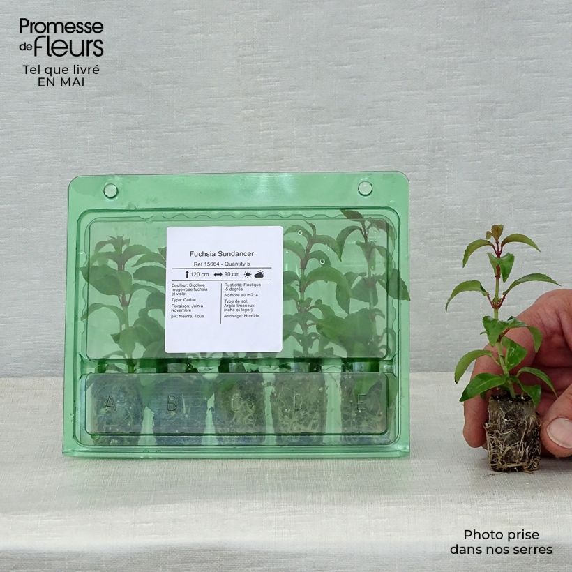 Fuchsia Sundancer - Fucsia Mini zolla Ø 1,5/2,5 cm esemplare consegnato in primavera