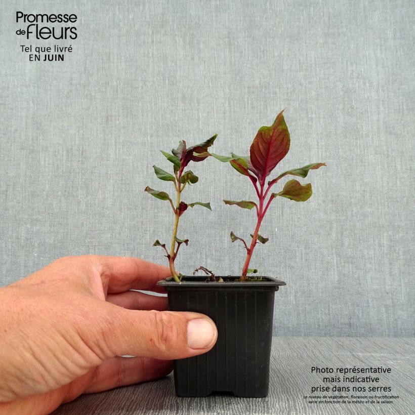 Example of Fuchsia triphylla Thalia - Fucsia Vasetto da 8/9 cm as you get in printemps