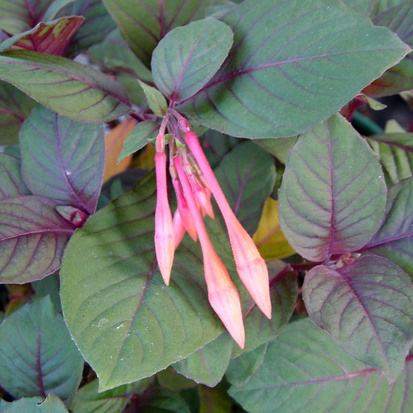 Fuchsia triphylla Thalia - Fucsia (Foliage)