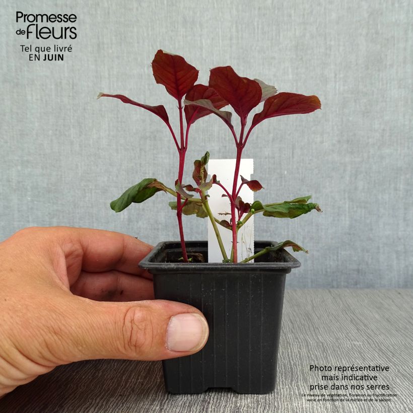 Esemplare di Fuchsia Ting a Ling - Fucsia Vasetto da 8/9 cm consegnato in estate