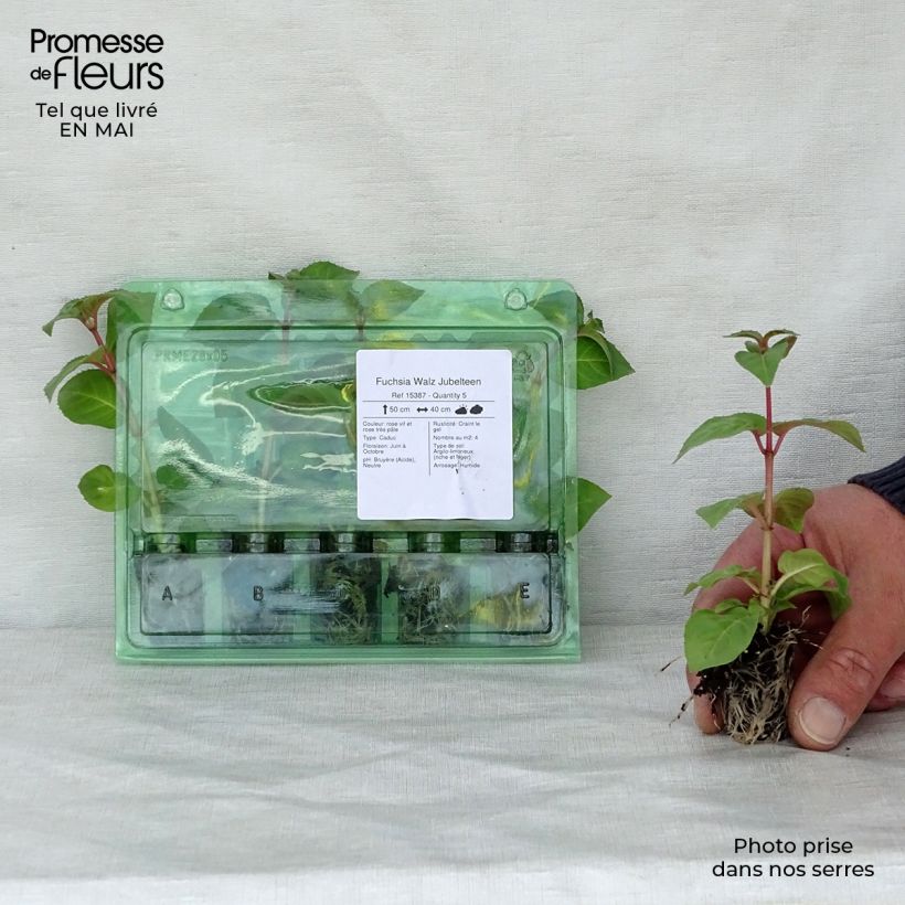 Example of Fuchsia Walz Jubelteen - Fucsia Mini zolla Ø 1,5/2,5 cm as you get in printemps