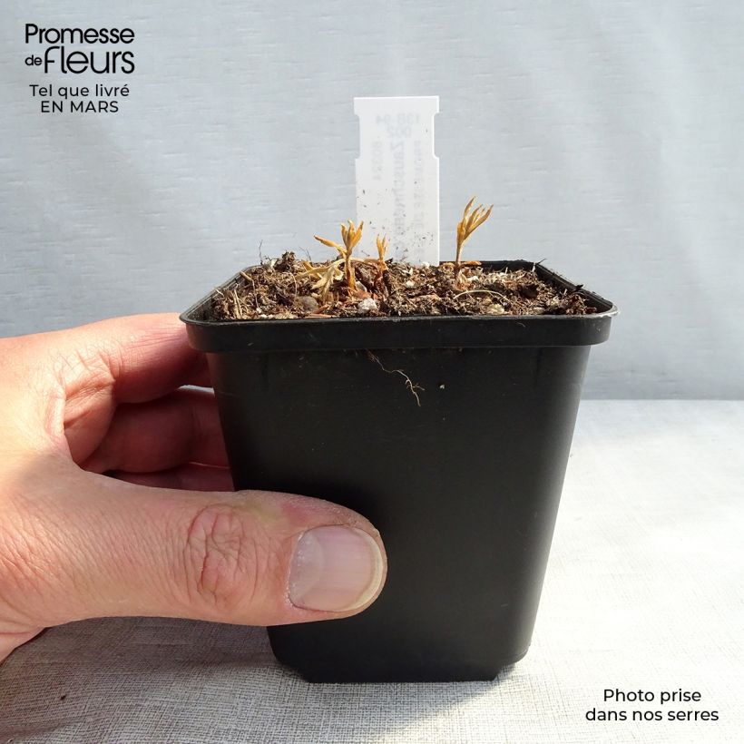 Zauschneria californica Vasetto da 8/9 cm esemplare consegnato in primavera