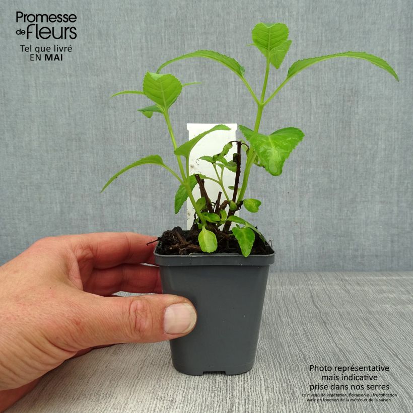 Example of Phygelius aequalis Yellow Trumpet Vasetto da 8/9 cm as you get in printemps