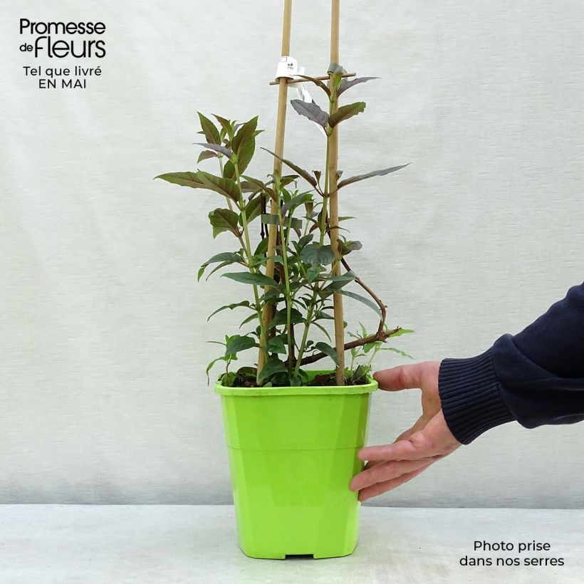 Fuchsia Lady Boothby - Fucsia Vaso da 3L/4L esemplare consegnato in primavera