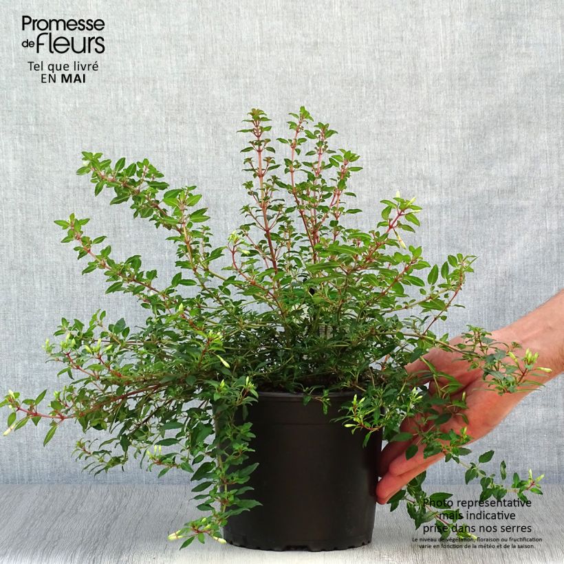 Example of Fuchsia magellanica Arauco - Fucsia Vaso da 1,5L/2L as you get in printemps