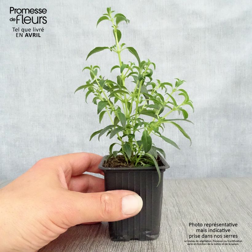 Fuchsia magellanica Hawkshead - Fucsia Vasetto da 7/8 cm esemplare consegnato in primavera