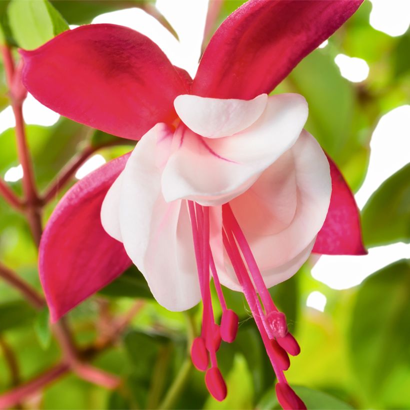 Fuchsia Snow Cap - Fucsia (Fioritura)