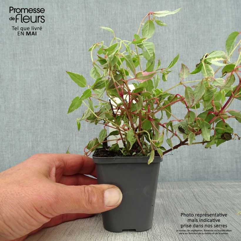 Example of Fuchsia magellanica Versicolor - Fucsia Vasetto da 7/8 cm as you get in printemps