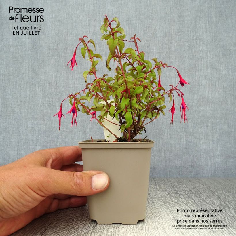 Esemplare di Fuchsia magellanica var. gracilis - Fucsia Vasetto da 8/9 cm consegnato in estate