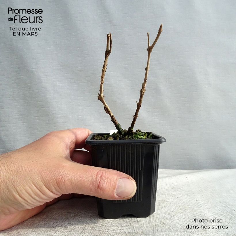 Example of Fuchsia magellanica var. gracilis - Fucsia Vasetto da 8/9 cm as you get in printemps