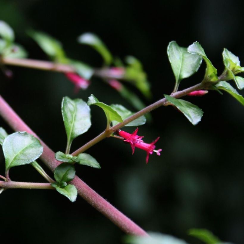 Fuchsia microphylla subsp. hemschleiana ssp. hemschleiana - Fucsia (Fioritura)