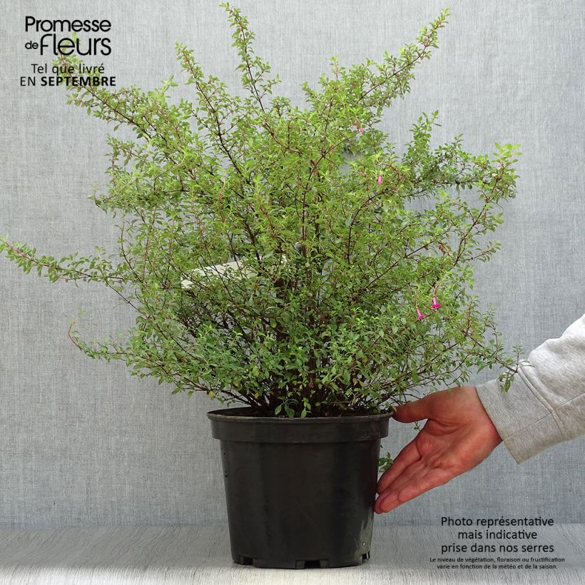 Esemplare di Fuchsia microphylla subsp. microphylla - Fucsia Vaso da 4L/5L come consegnato in autunno