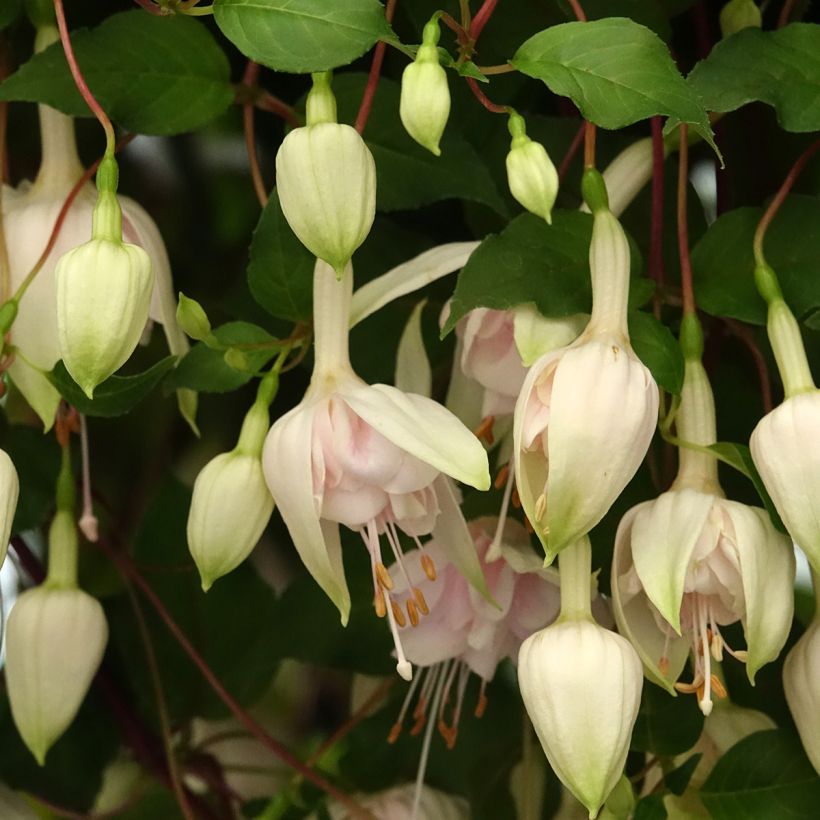 Fuchsia Pink Marshmallow  - Fucsia (Fioritura)