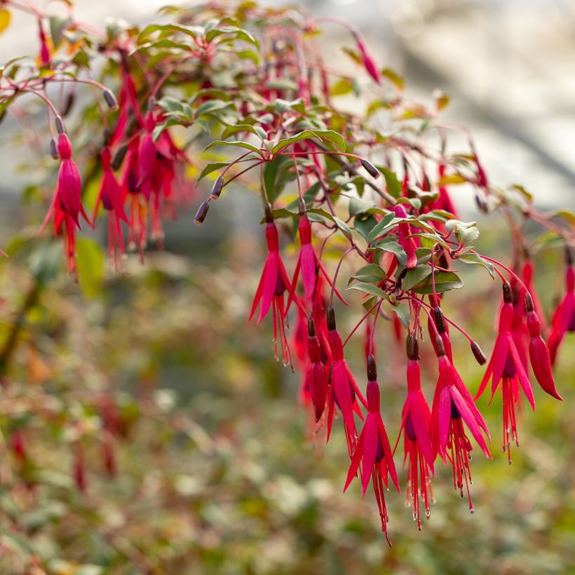 Fuchsia regia Regal - Fucsia (Flowering)