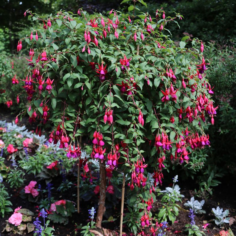Fuchsia regia Regal - Fucsia (Plant habit)