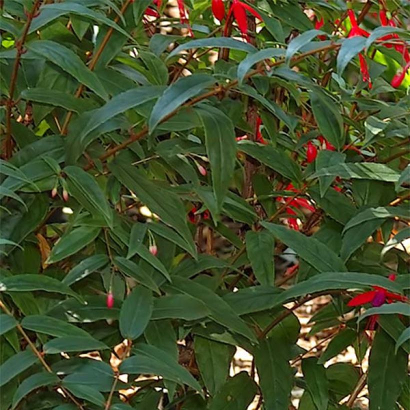 Fuchsia regia Reitzii - Fucsia (Foliage)