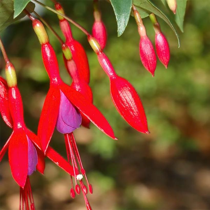 Fuchsia regia Reitzii - Fucsia (Flowering)