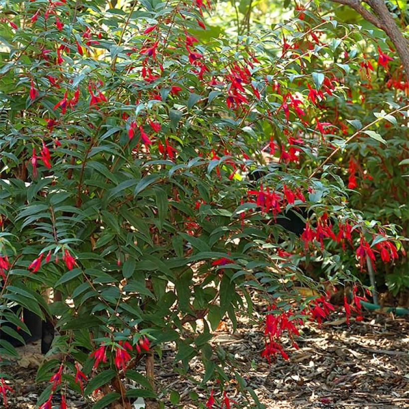 Fuchsia regia Reitzii - Fucsia (Plant habit)
