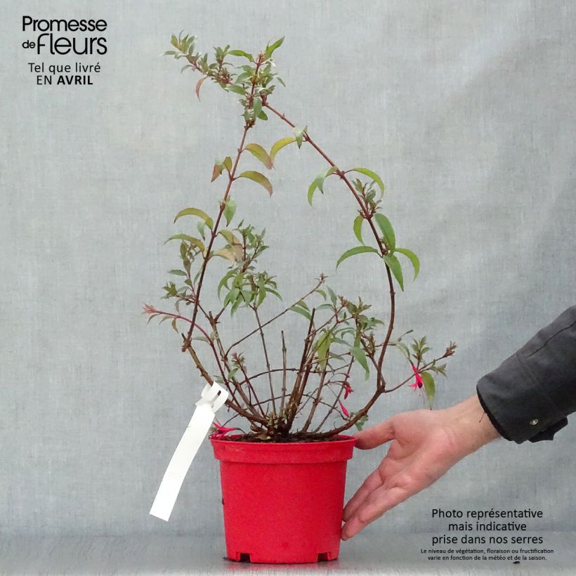 Example of Fuchsia regia Reitzii - Fucsia Vaso da 2L/3L as you get in printemps