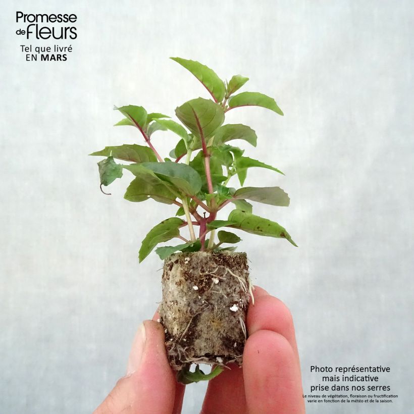 Example of Fuchsia Bella Laura - Fucsia mini zolla... as you get in printemps