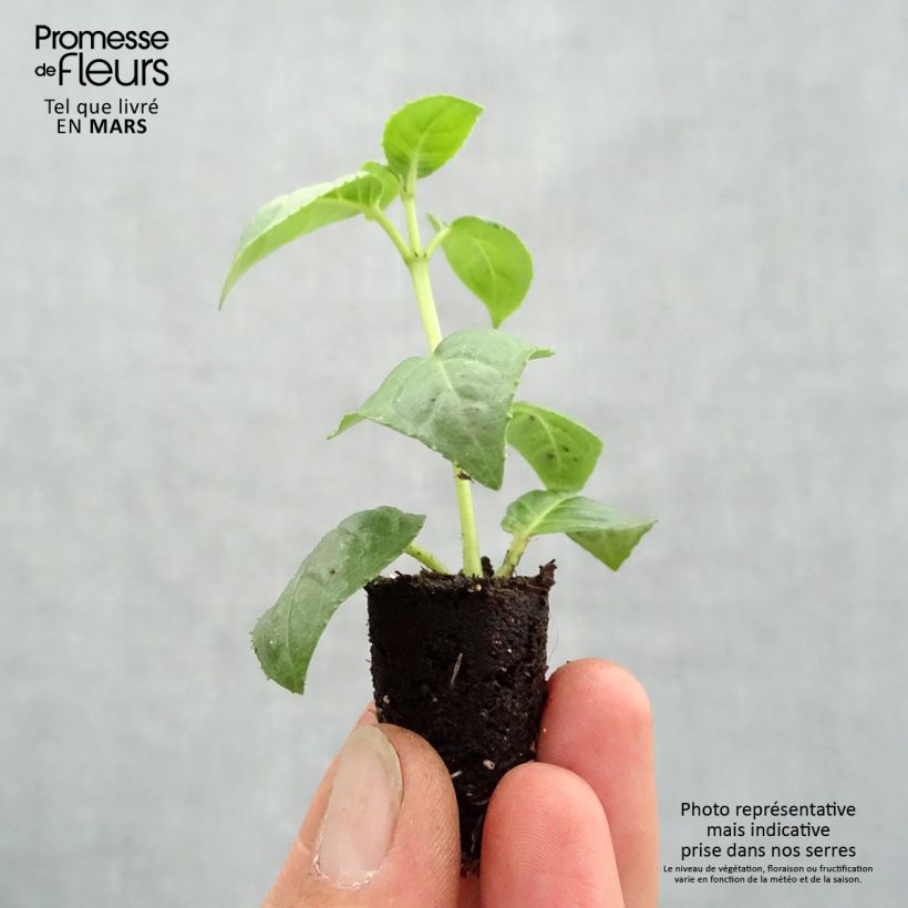 Fuchsia Fuchsia Bella Rosella - Fucsia Mini zolla Ø 1,5/2,5 cm esemplare consegnato in primavera