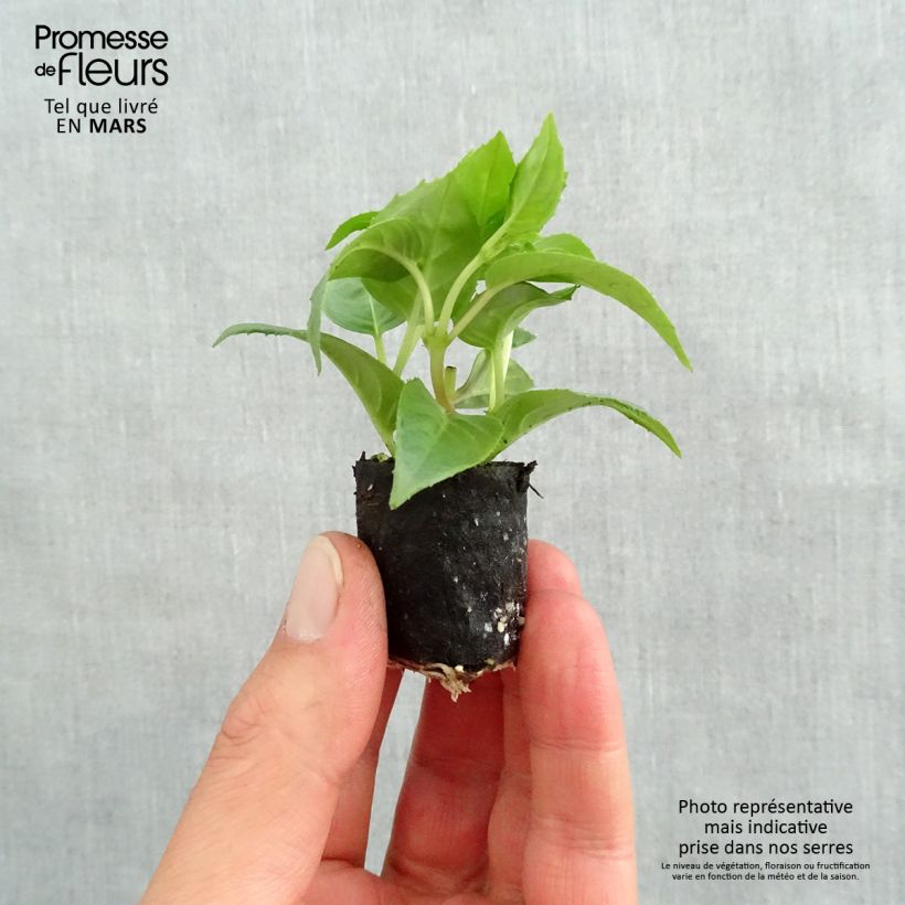 Fuchsia Pink Galore - Fucsia Mini zolla Ø 1,5/2,5 cm esemplare consegnato in primavera