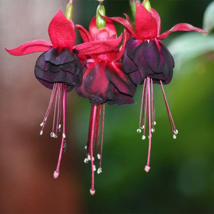 Fuchsia Rohees New Millenium - Fucsia (Flowering)