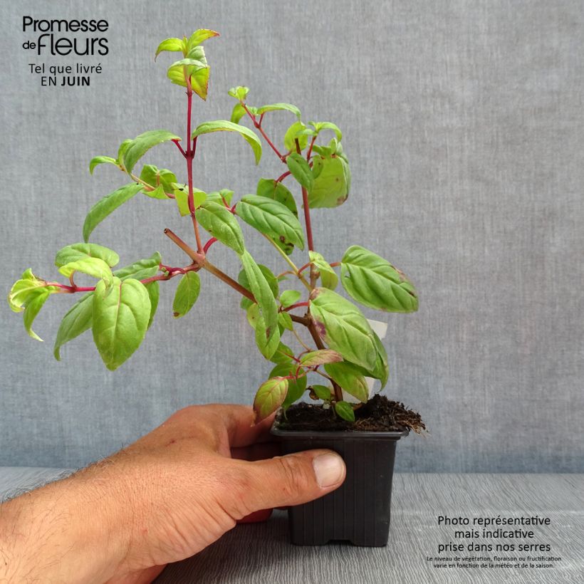 Example of Fuchsia Rohees New Millenium - Fucsia Vasetto da 8/9 cm as you get in printemps