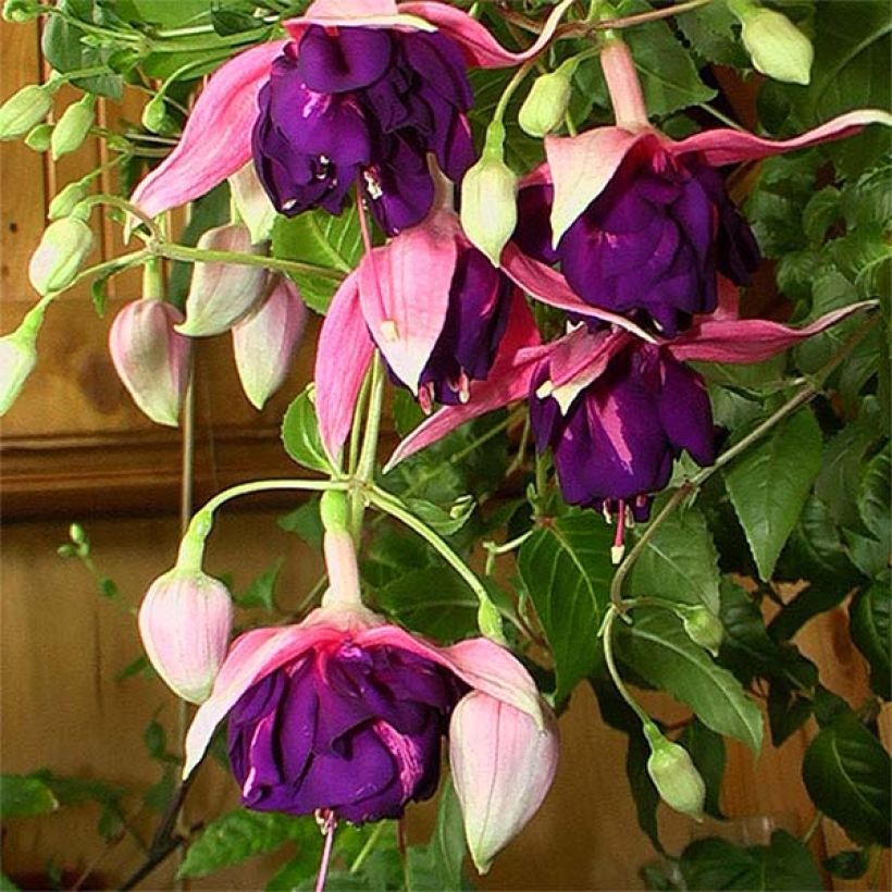 Fuchsia Royal Mosaïc - Fucsia (Flowering)